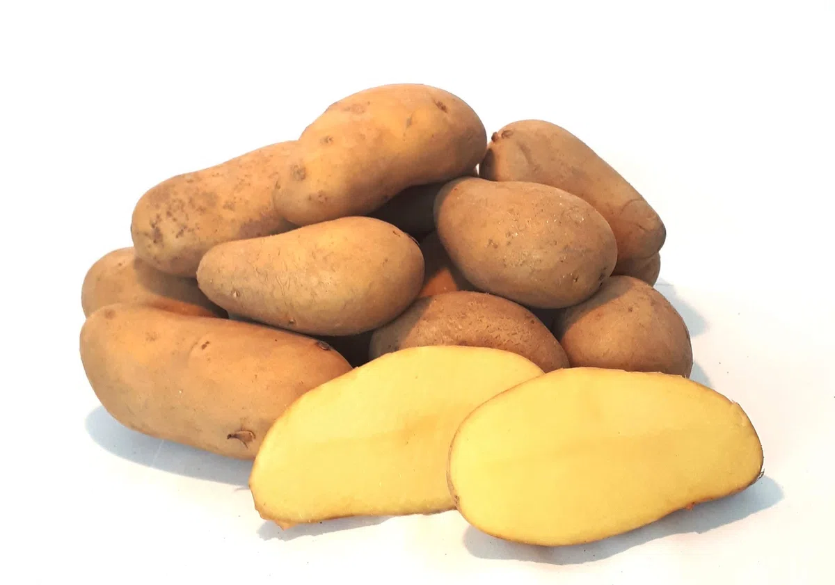 Kartoffeln Ditta festkochend aus Deutschland Bayern Speisekartoffeln perfekt geeignet für Kartoffelsalat Pellkartoffeln Pommes Frites und Bratkartoffeln(25)