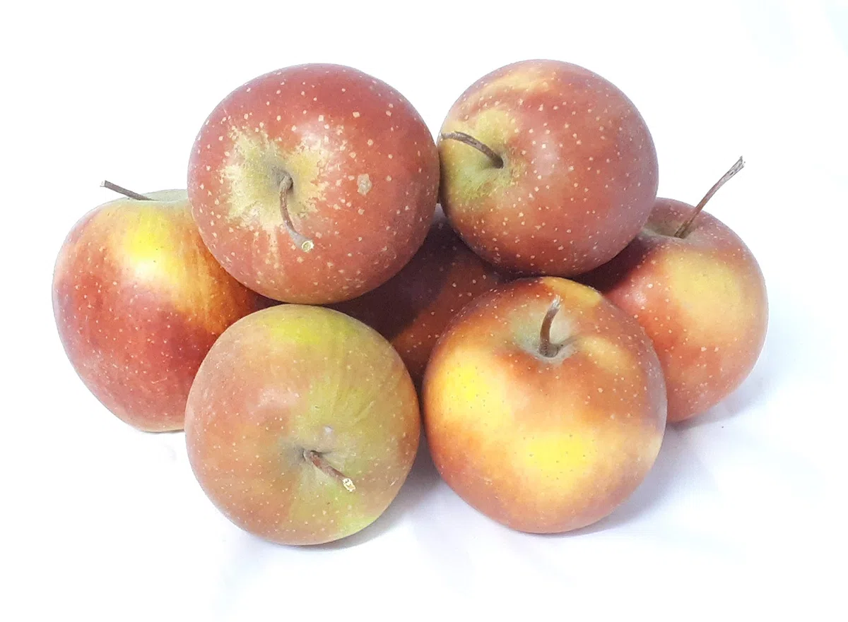 Äpfel Rubinette sehr ähnlich wie Cox Orange vom Bodensee aromatisch süß- säuerlicher, knackig und saftiger Apfel 5 KG