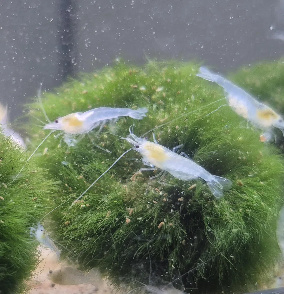 10x Nachwuchs Garnelen viele Farben wähllbar deutsche Nachzucht Neocaridina ca 1cm – lebend | weniger empfindlich & robust | selektiert | farbintensiv (10x Nachwuchs White Pearl Weiss (ca 1cm))