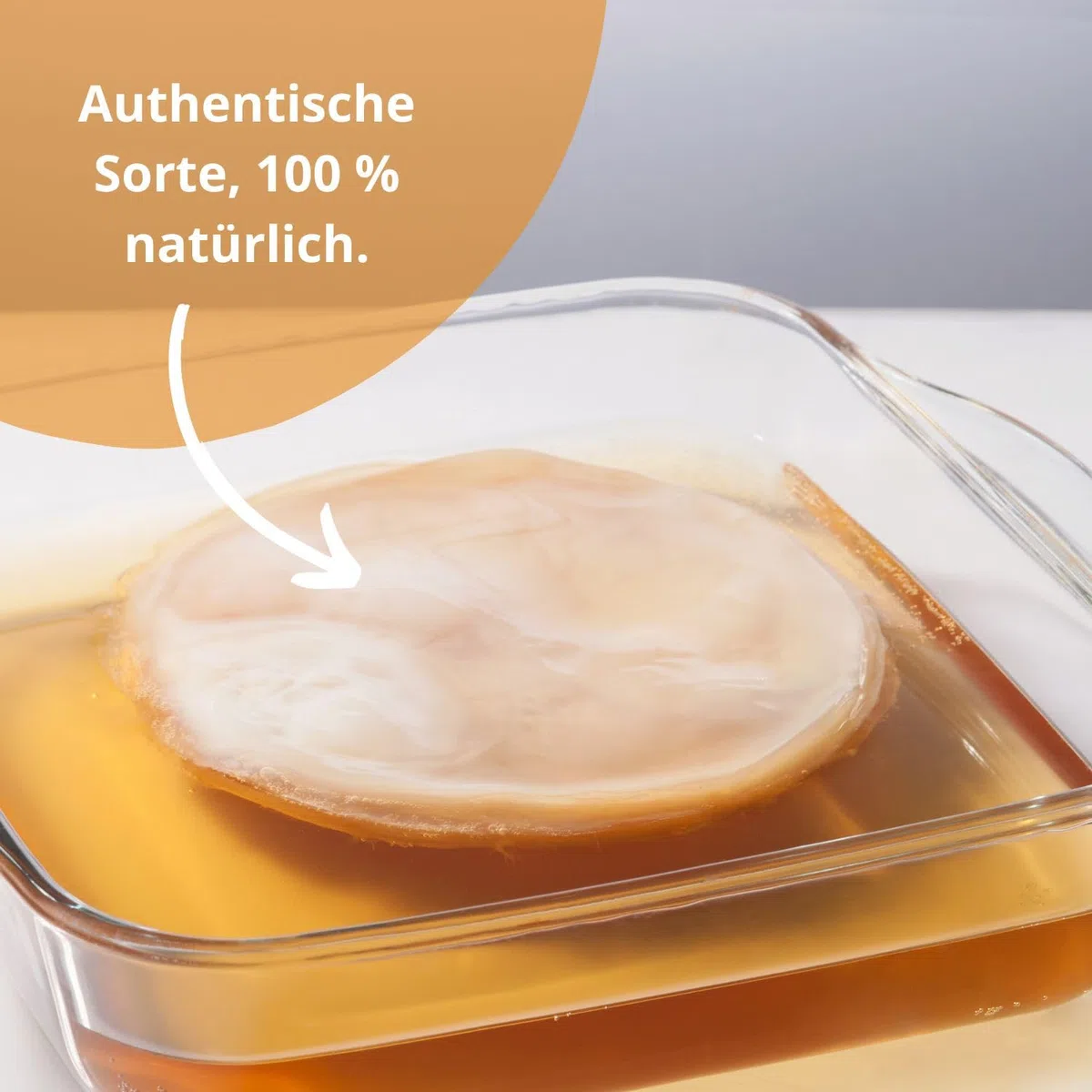 KombuChic | Kombucha Scoby Starter-Set Teepilz + Zubereitungstipps, Grundrezeptsanleitung + kostenloses eBook