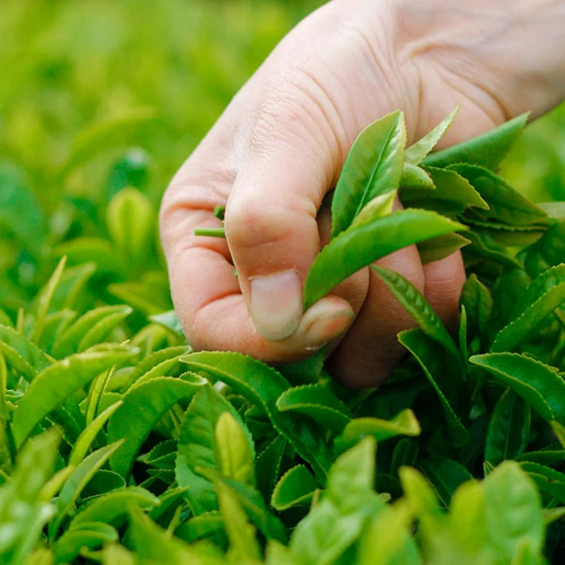 HELLOYOUNG 250g Chinesischer Handgebackener Oolong-Tee Empfohlener Milch-Grüntee Halbfermentierter Oolong-Tee Kommt in Losen Blättern Mit Süßem Nachgeschmack Grünes Getränk Ohne Zusatzstoffe