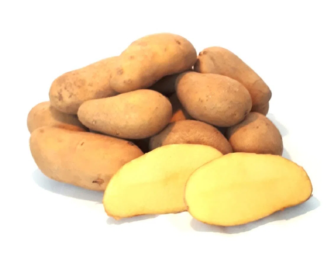 Kartoffeln Ditta festkochend aus Deutschland Bayern Speisekartoffeln perfekt geeignet für Kartoffelsalat Pellkartoffeln Pommes Frites und Bratkartoffeln(25)