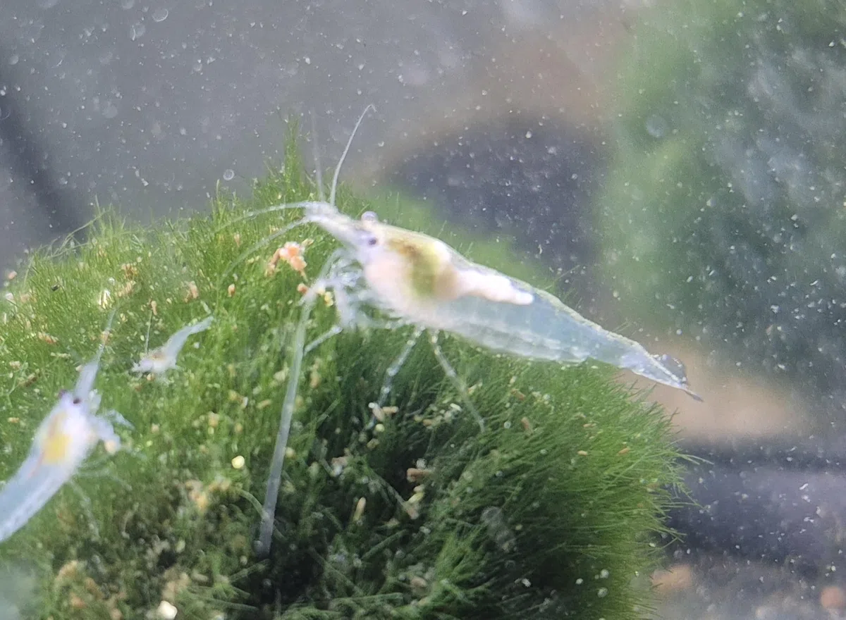 10x Nachwuchs Garnelen viele Farben wähllbar deutsche Nachzucht Neocaridina ca 1cm – lebend | weniger empfindlich & robust | selektiert | farbintensiv (10x Nachwuchs White Pearl Weiss (ca 1cm))