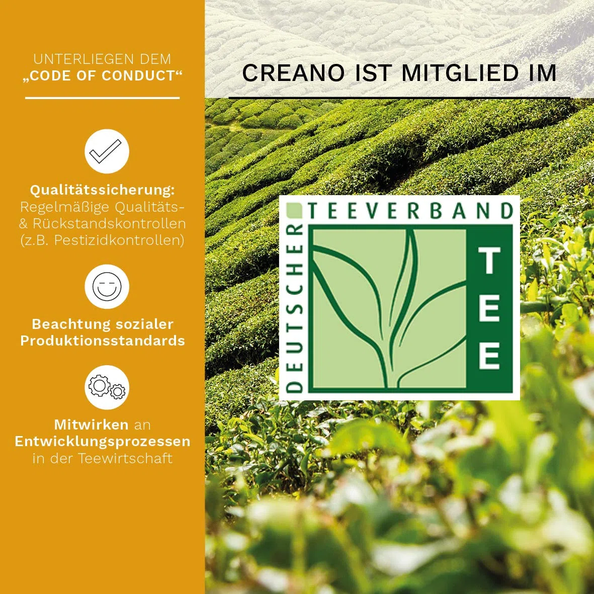 Creano Teelini Teeblumen im Tassenformat, Geschenkset in Teekiste aus Holz, 12 ErblühTeelini in 4 Sorten, Weißer Tee, Geschenk für Frauen, Mutter, Teeliebhaber