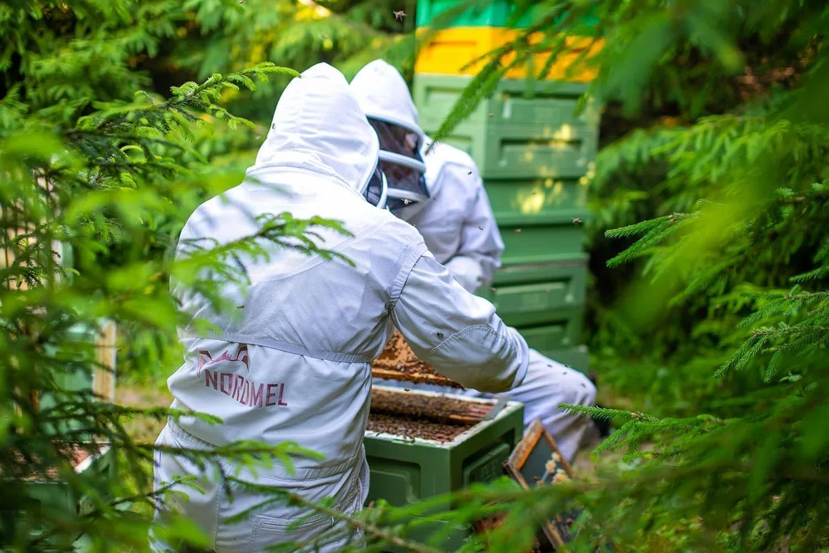 Reiner, wilder, natürlicher, roher Honig, 1 kg, ungefiltert, natürlicher Honig aus dem Ostseewald in Estland, nachhaltig geerntet mit 100% grüner Energie